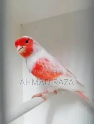 Foreign Carary Red Musaic Pair