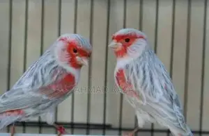 Foreign Carary Silver Musaic Pair