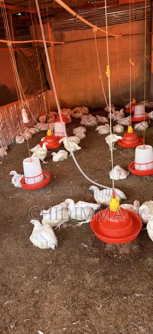 Virgin Birds Farm