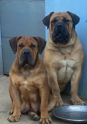 1-3 months Female Purebred Boerboel