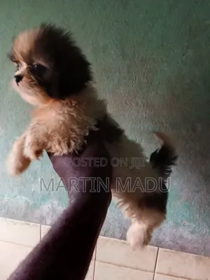 1-3 months Male Purebred Lhasa Apso