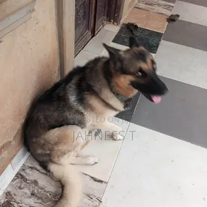 1+ year Male Purebred German Shepherd