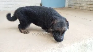 1-3 months Female Purebred German Shepherd