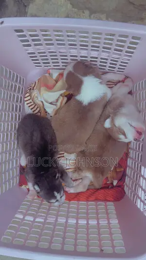 0-1 month Female Purebred Siberian Husky