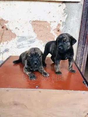 1-3 months Female Purebred Boerboel