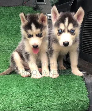 1-3 months Female Purebred Siberian Husky