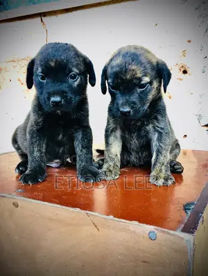 1-3 months Female Purebred Cane Corso