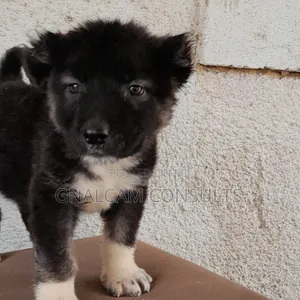 1-3 months Female Purebred Caucasian Shepherd