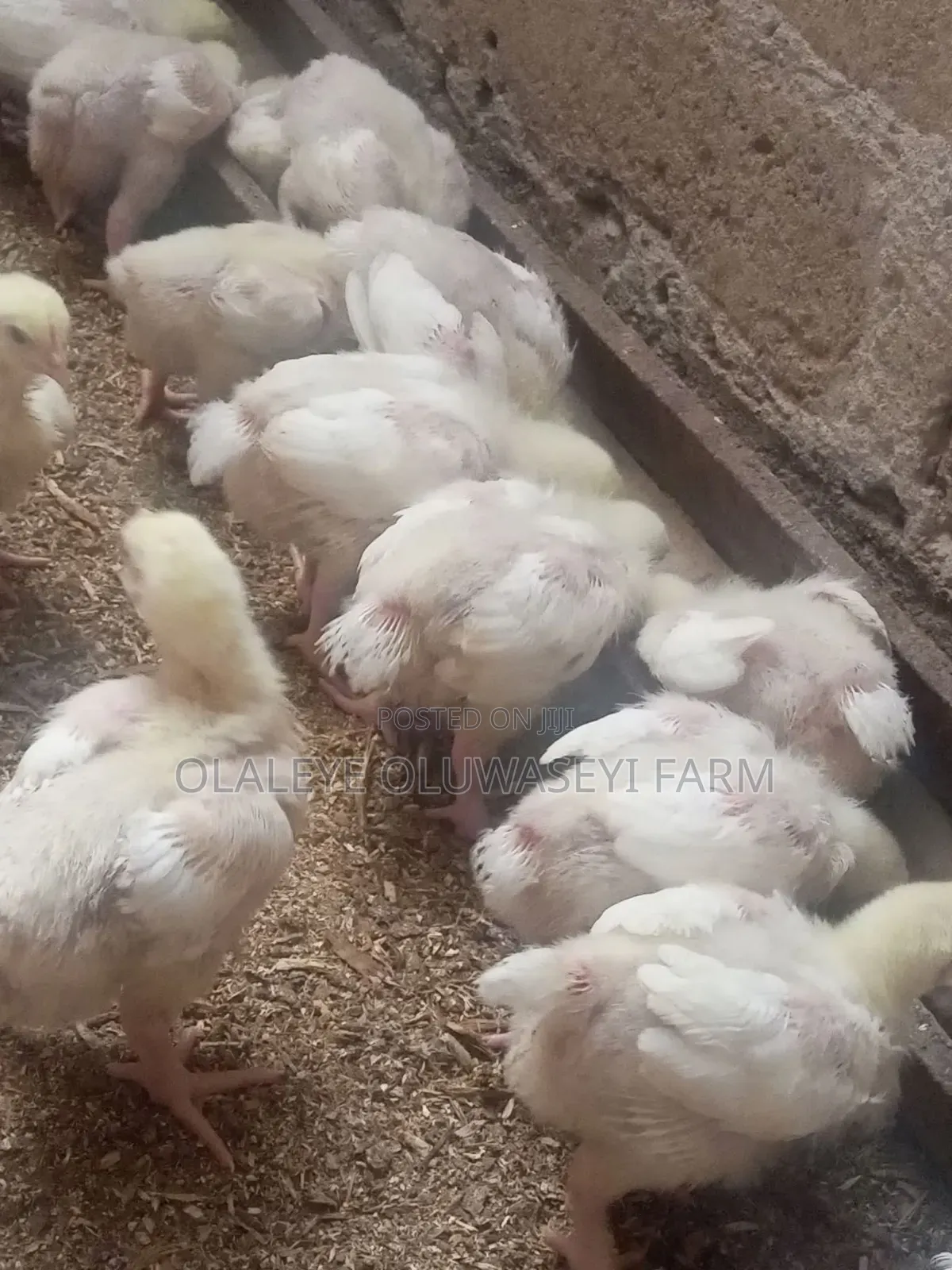 3 Weeks Broilers