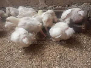 4 Weeks 2days Broilers