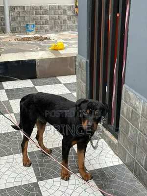 6-12 months Male Purebred Rottweiler