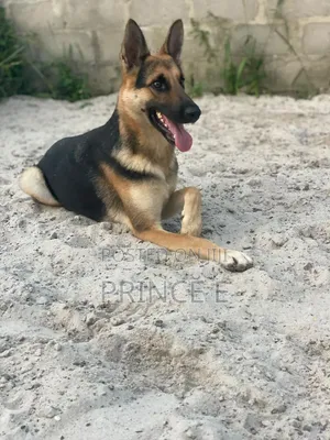 1+ year Female Purebred German Shepherd