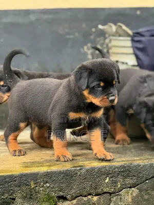 1-3 months Female Purebred Rottweiler