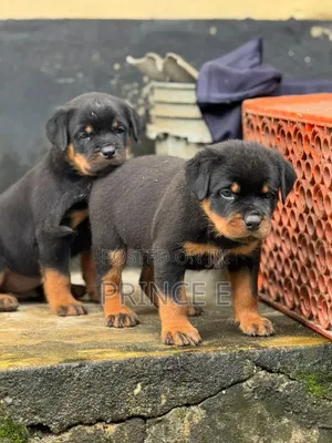 1-3 months Male Purebred Rottweiler