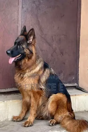 1+ year Female Purebred German Shepherd