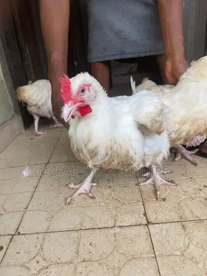 Healthy Broiler Chickens for Sale