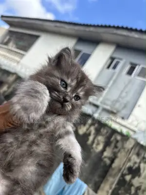 1-3 months Female Purebred Persian