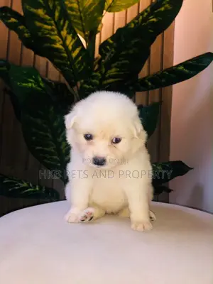 1-3 months Male Purebred American Eskimo