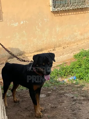 6-12 months Male Purebred Rottweiler