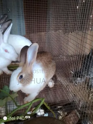 Exotic Rabbits