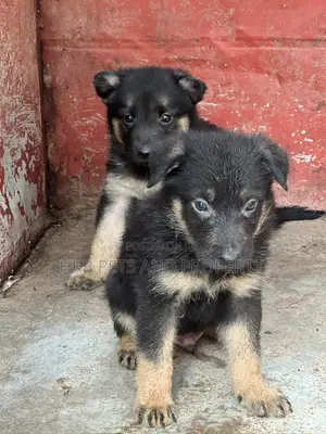 1-3 months Female Purebred German Shepherd