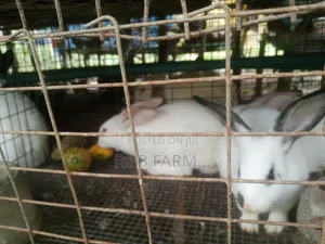 Breeding Stock Rabbit