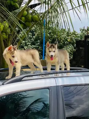 3-6 months Male Purebred Siberian Husky