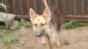1+ year Female Purebred German Shepherd