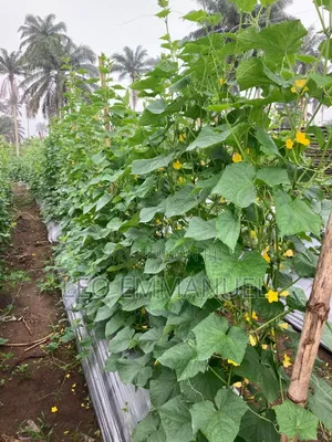 3 Plot of Land