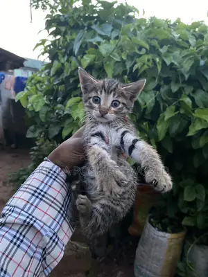 1-3 months Male Purebred Tabby