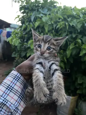 1-3 months Male Purebred Tabby
