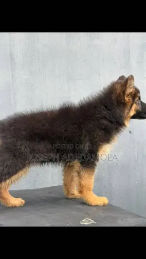 1-3 months Female Purebred German Shepherd