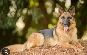 6-12 months Female Purebred German Shepherd