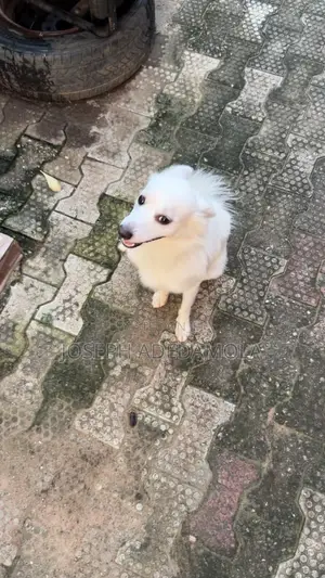 6-12 months Female Purebred American Eskimo