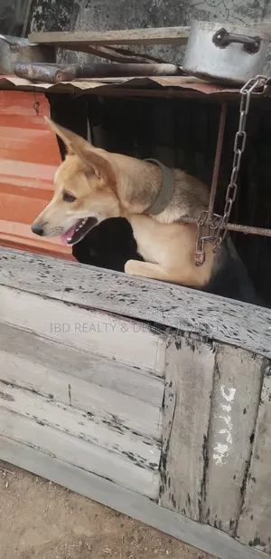 1+ year Female Mixed Breed German Shepherd