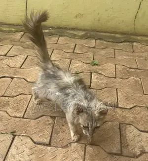 3-6 months Female Purebred Turkish Angora