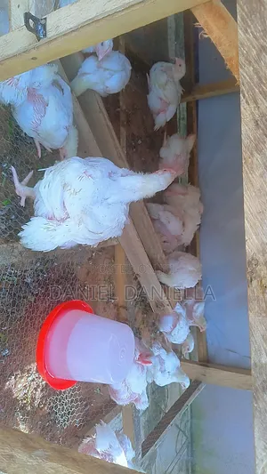 Boiler and Imported Turkey