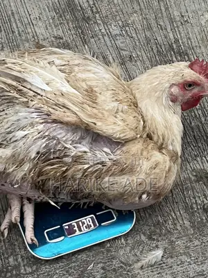 Grown Live Chicken Boiler