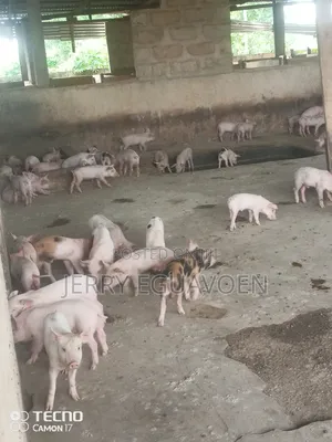 Weaners for Sale