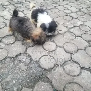 1-3 months Female Purebred Lhasa Apso