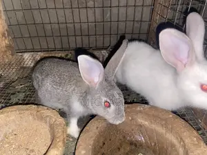 Healthy Rabbit