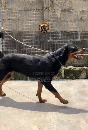 6-12 months Female Purebred Rottweiler