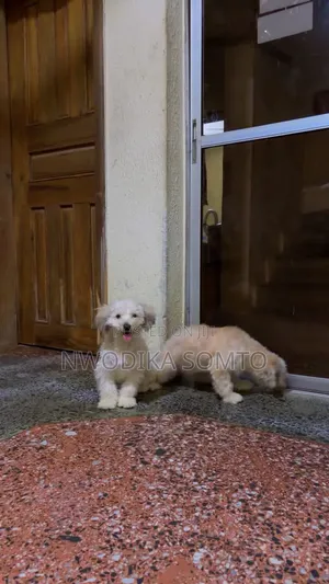 1-3 months Female Purebred Lhasa Apso