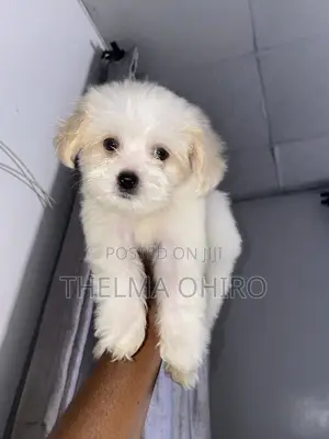 1-3 months Male Purebred Lhasa Apso