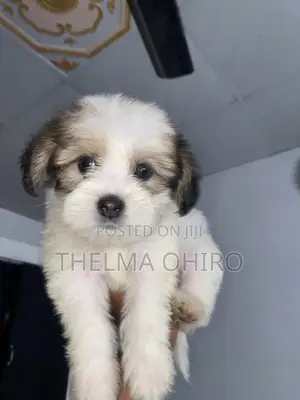 1-3 months Female Purebred Lhasa Apso