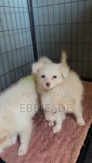 3-6 months Male Purebred American Eskimo