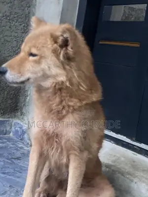 1+ year Female Mixed Breed Chow Chow