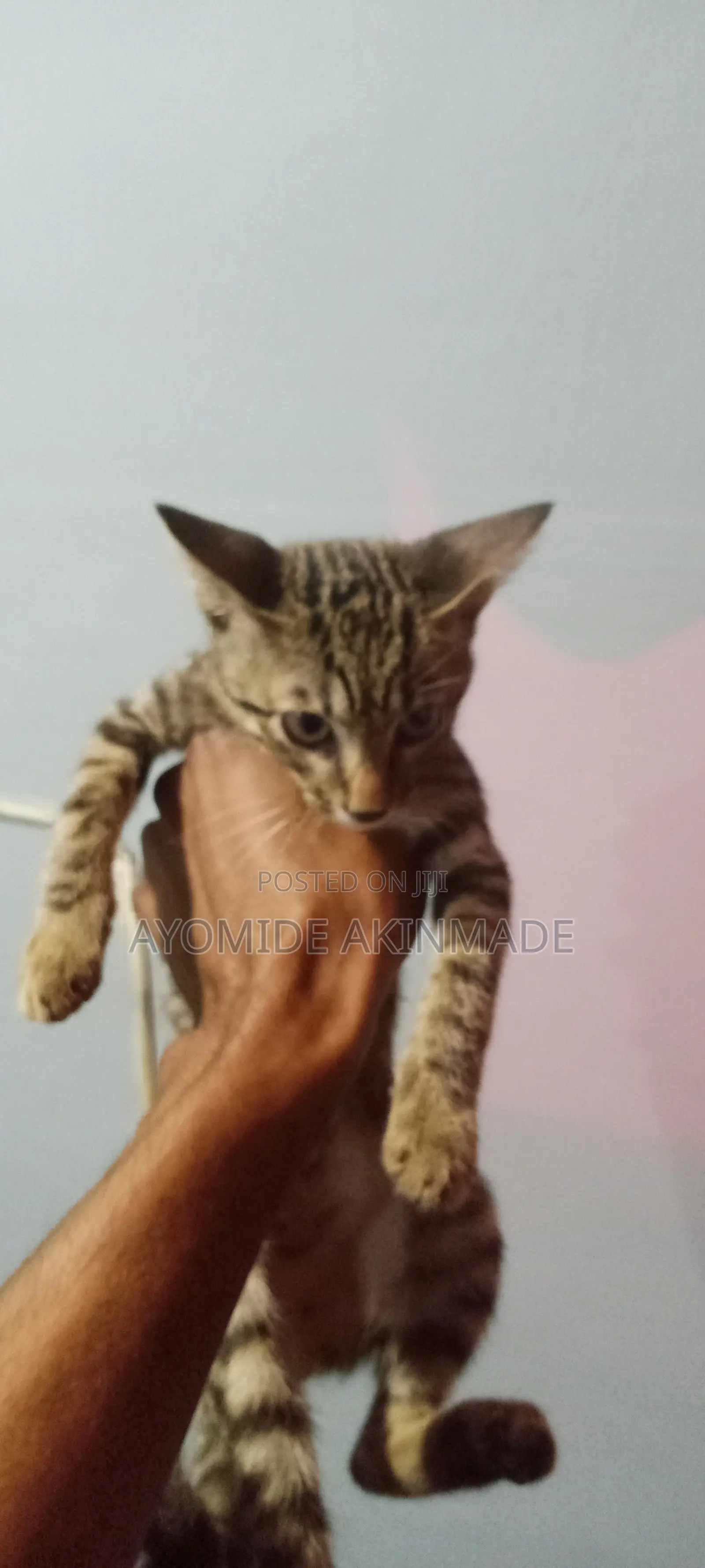 1-3 months Male Purebred Tabby