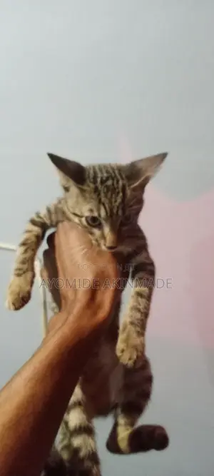 1-3 months Male Purebred Tabby