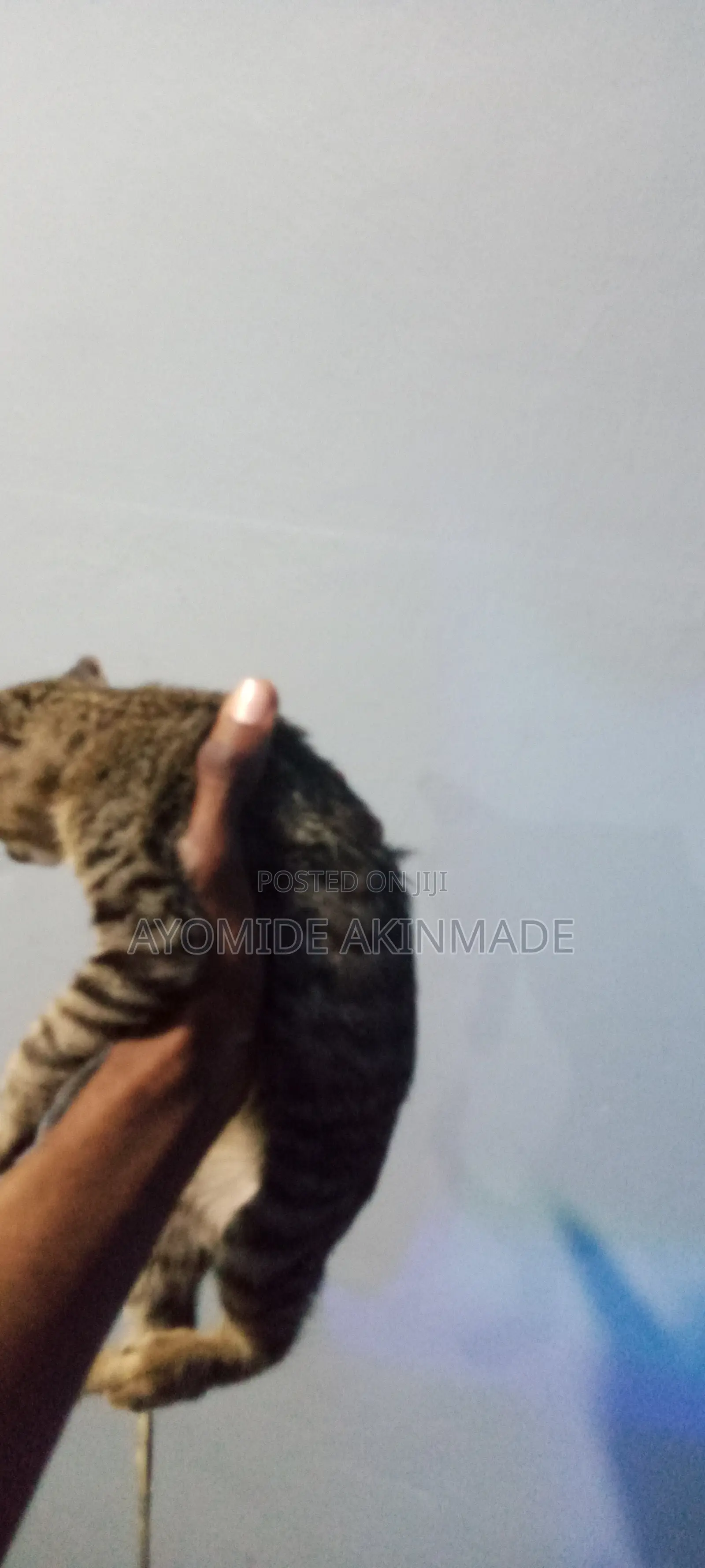 1-3 months Male Purebred Tabby